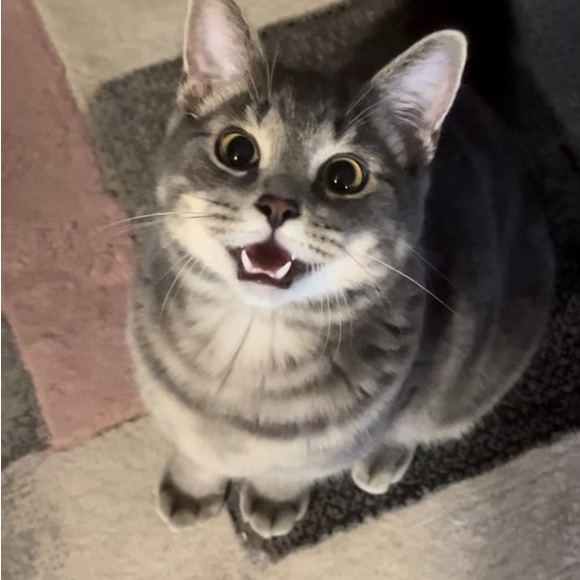 Hey! Welcome to my closet. I love shopping, making deals, and sharing my stuff! - Picture 5 of 7